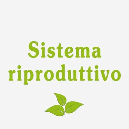 Immagine per la categoria Sistema riproduttivo