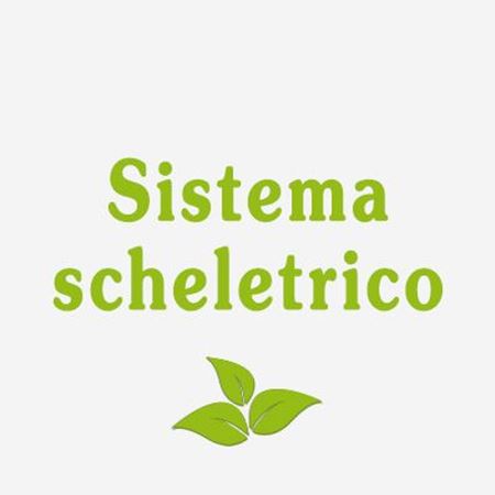 Immagine per la categoria Sistema scheletrico