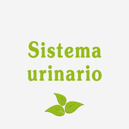 Immagine per la categoria Sistema urinario