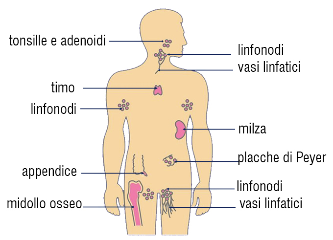 Sistema immunitario